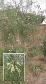Acacia willardiana5-15-1.tif